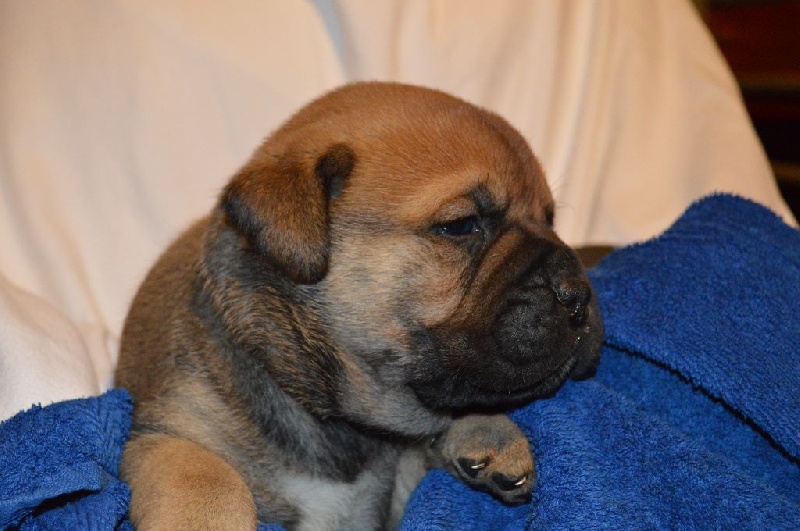 du Royaume de Molossus - Bullmastiff - Portée née le 28/10/2014